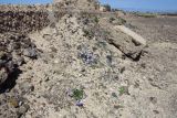 Matthiola fruticulosa var. bolleana