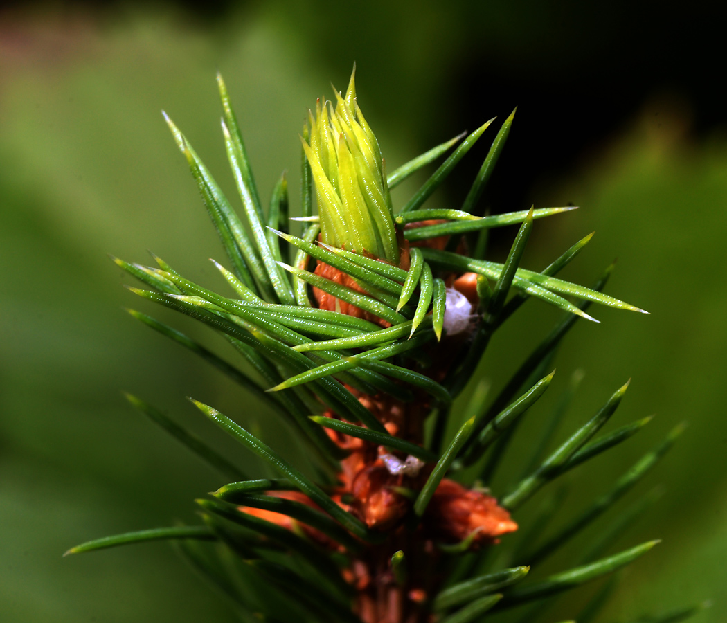 Изображение особи Picea abies.