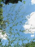 Chenopodium album