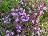 Thymus hirticaulis