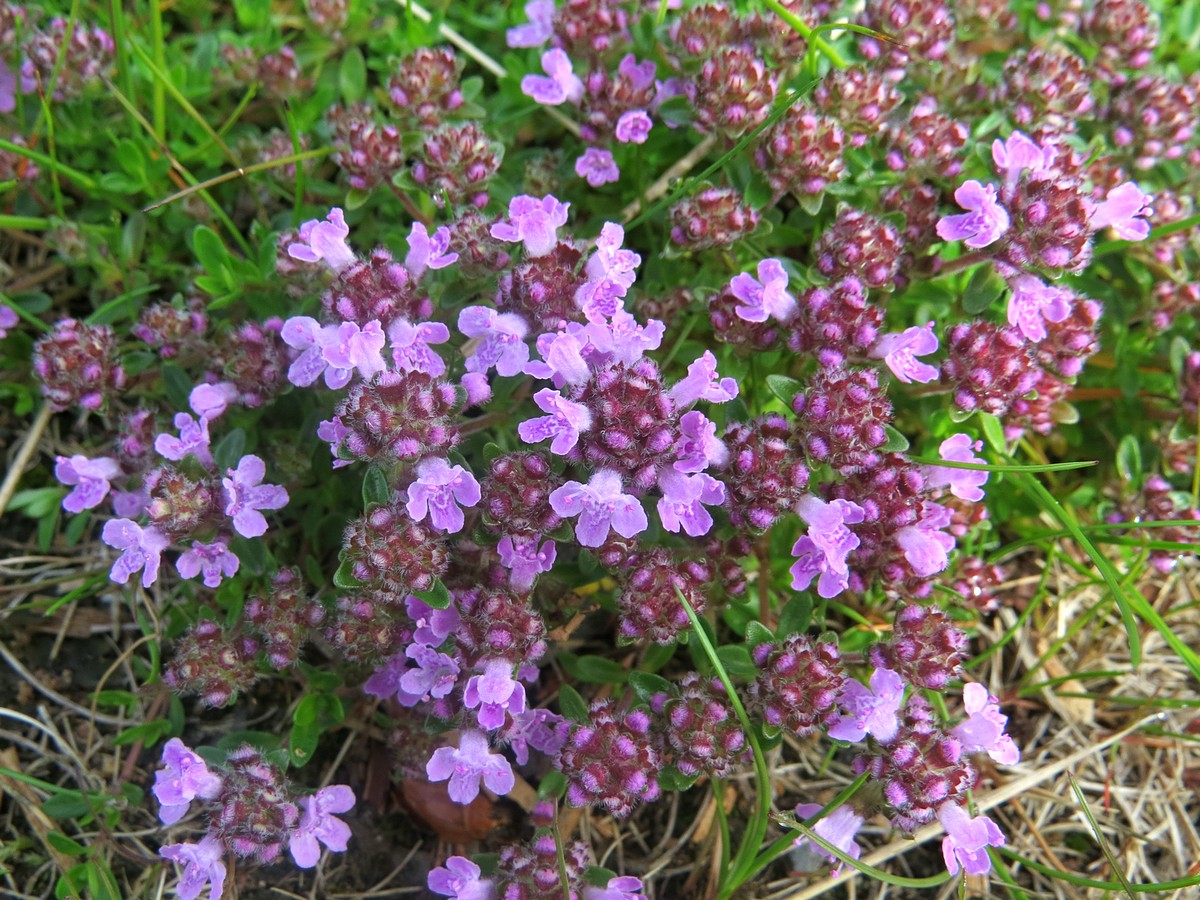 Image of Thymus hirticaulis specimen.