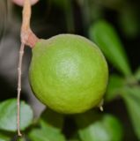 Macadamia tetraphylla