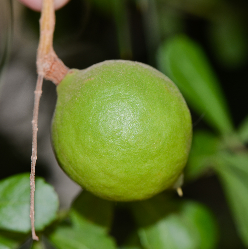 Image of Macadamia tetraphylla specimen.