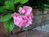 Hydrangea macrophylla. Соцветие и листья. Украина, г. Черновцы, садовый участок, в культуре. 26.07.2016.