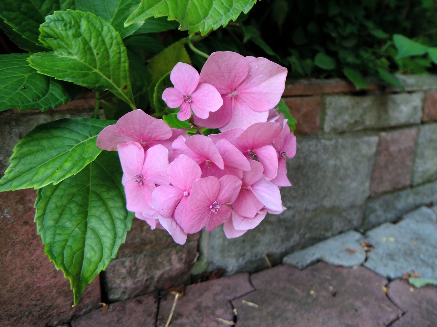 Изображение особи Hydrangea macrophylla.