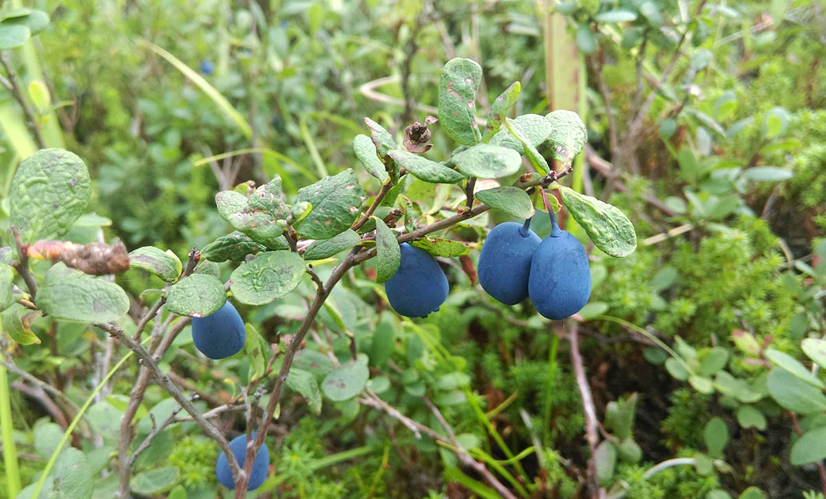 Image of Vaccinium uliginosum specimen.