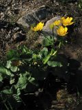 Caltha palustris подвид laeta. Побег с цветками и завязавшимися плодами. Украина, Закарпатская обл., Раховский р-н, хр. Черногора, берег ручья, 1800 м н.у.м. 16 июля 2007 г.