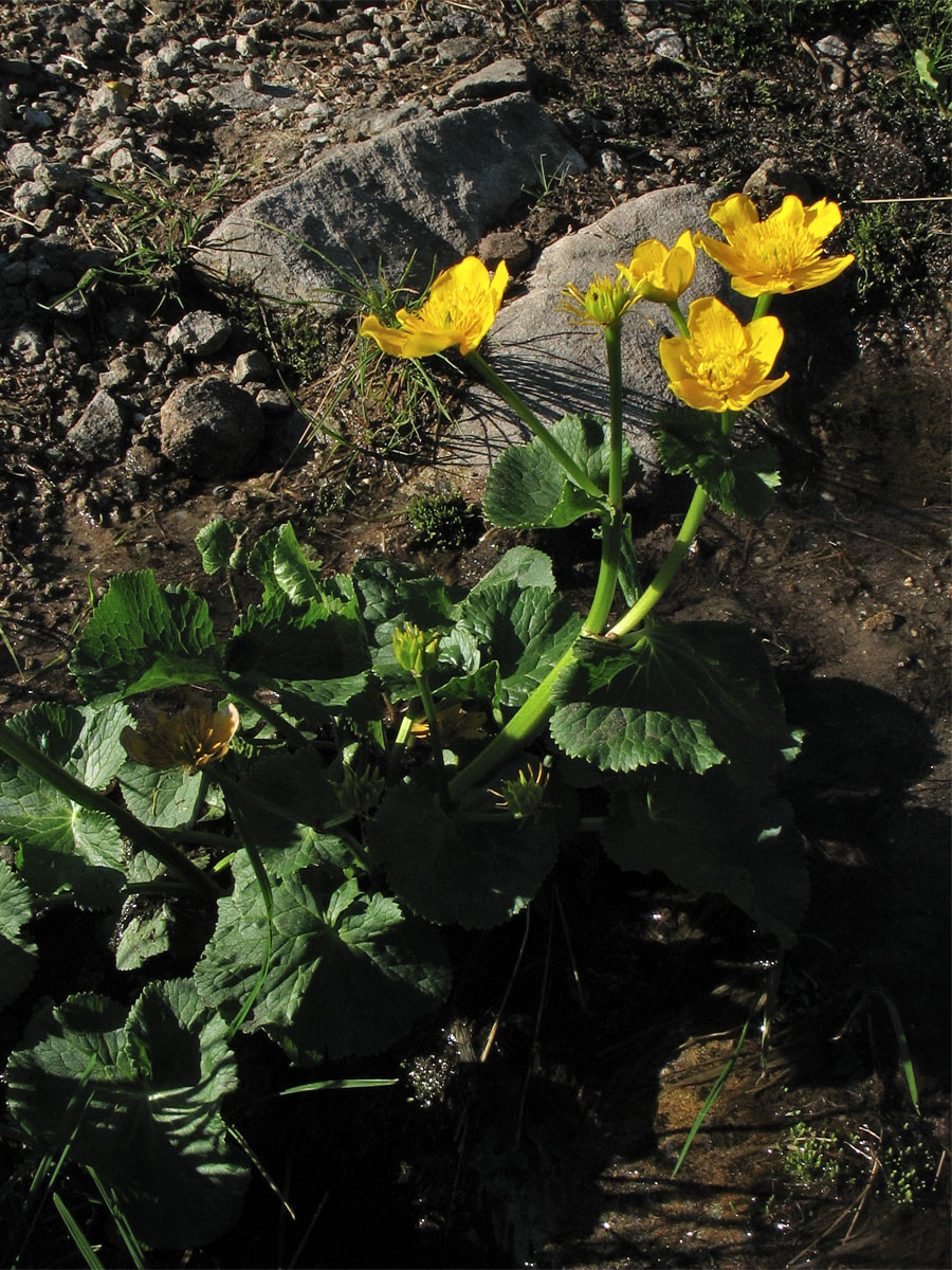 Image of Caltha palustris ssp. laeta specimen.