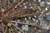 Taraxacum scariosum