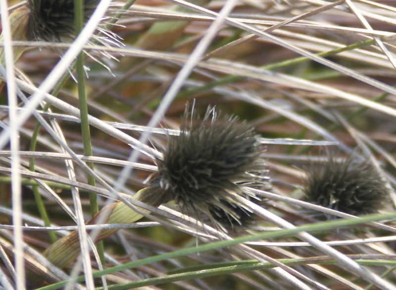Image of Eriophorum vaginatum specimen.
