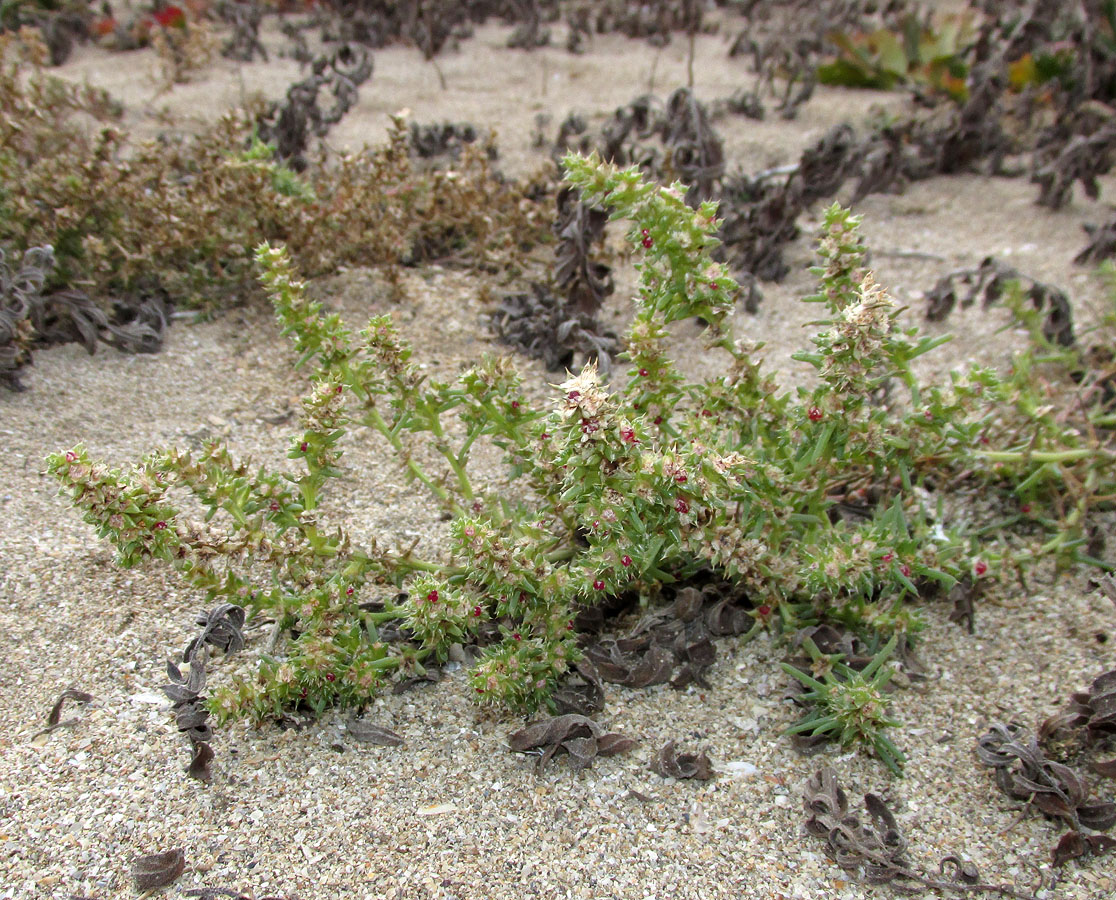 Image of Salsola pontica specimen.