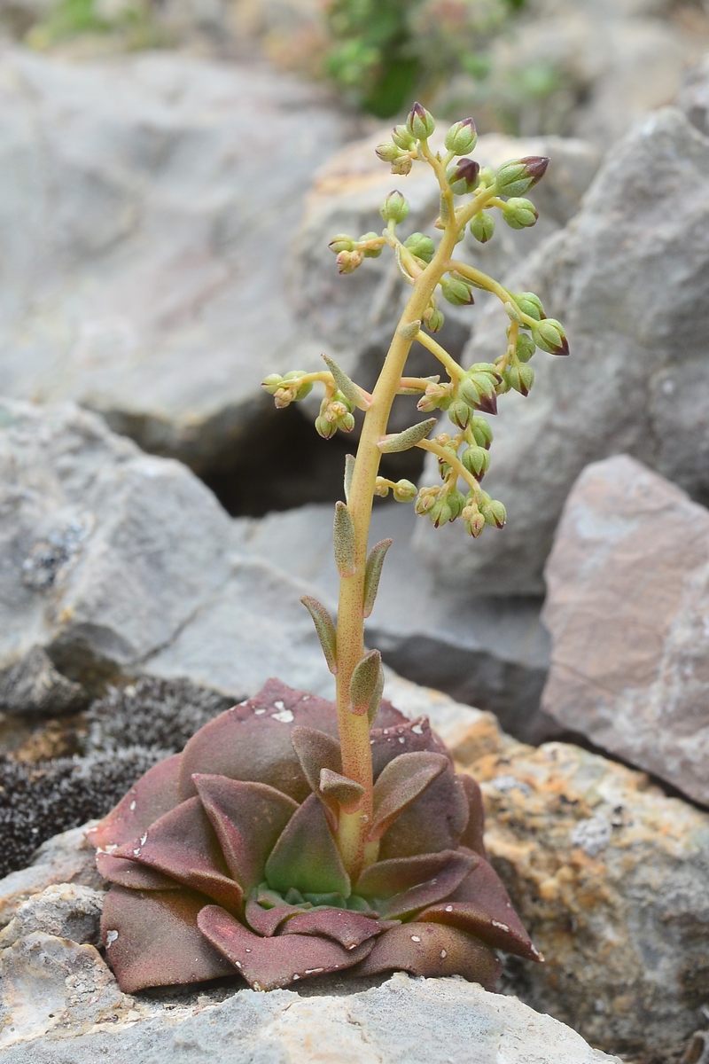 Изображение особи Rosularia glabra.