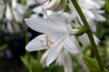 Hosta plantaginea. Цветок. Владивосток, Ботанический сад. 12.09.2016.