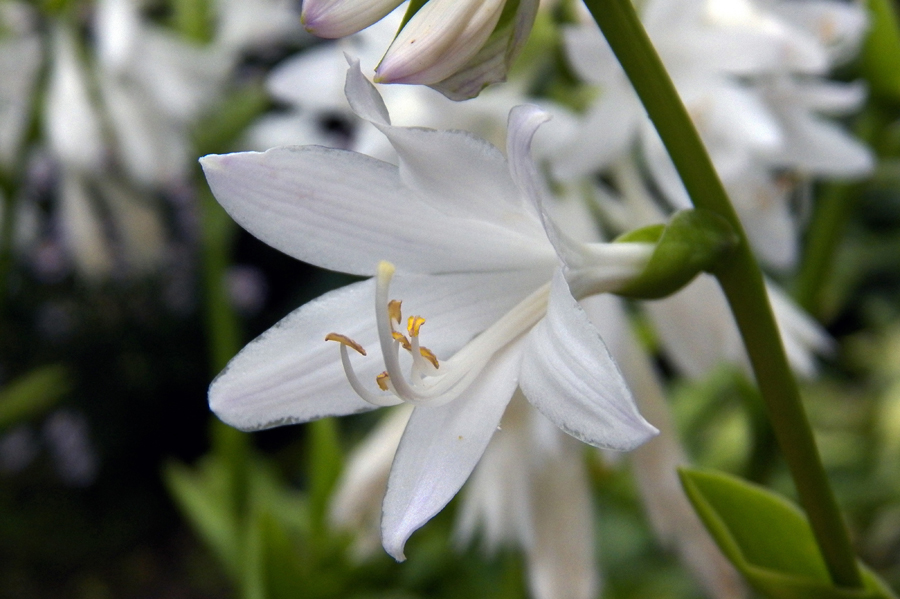 Изображение особи Hosta plantaginea.