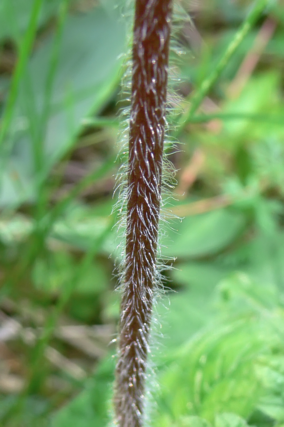 Image of Cortusa matthioli specimen.