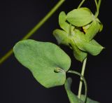 Bupleurum subovatum