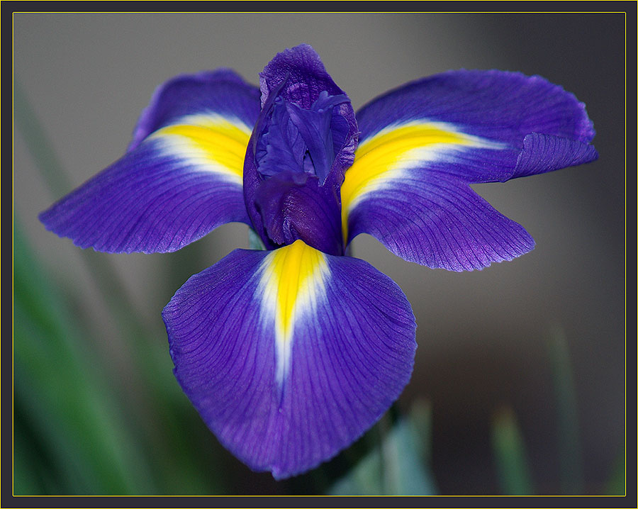 Image of Iris xiphium specimen.