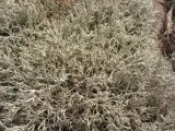 Cladonia rangiferina. Слоевища. Украина, Волынская обл., Шацкий р-н, Шацкий природный национальный парк, опушка соснового бора, на песчаной почве. Август 2006 г.