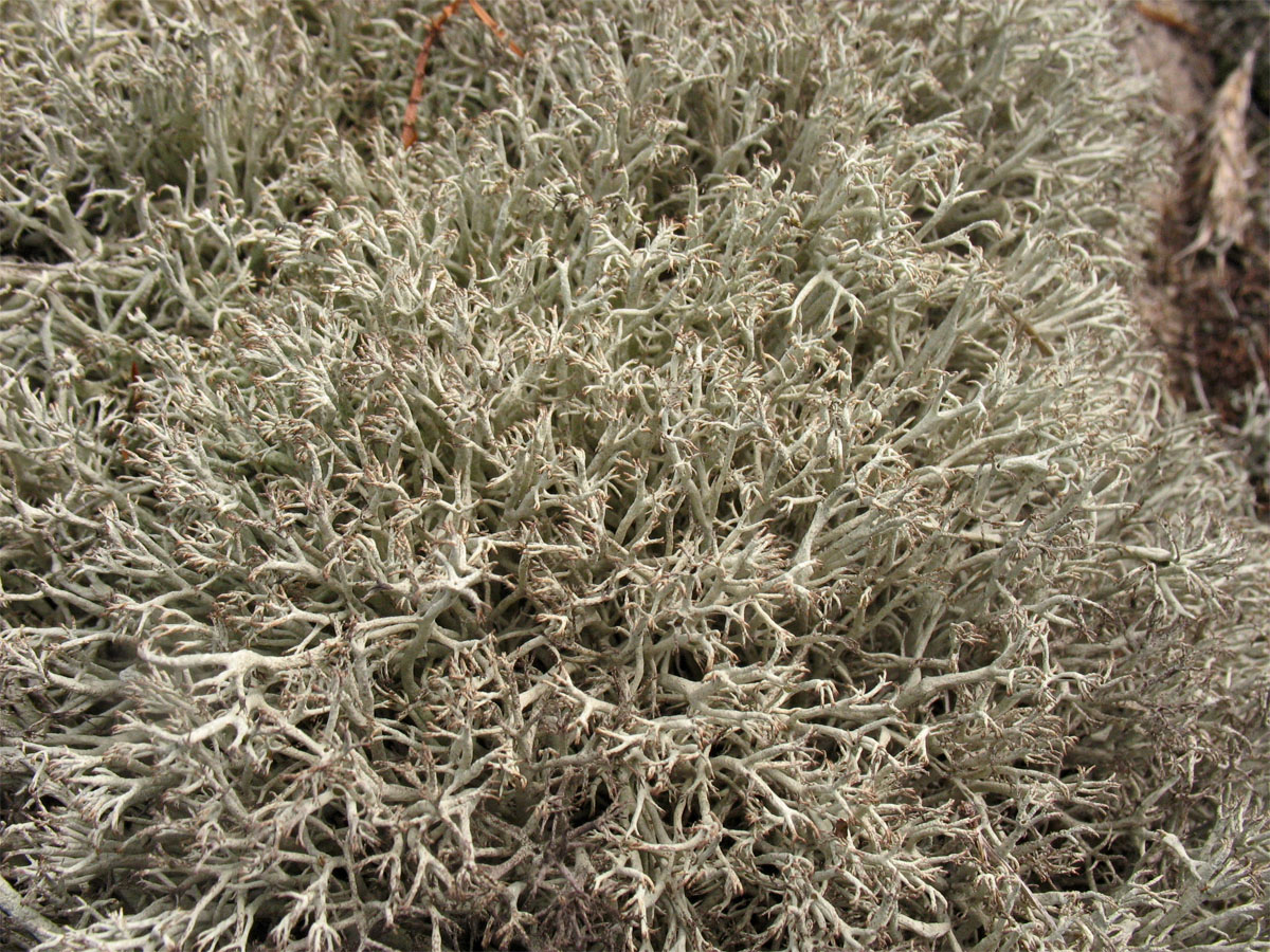 Изображение особи Cladonia rangiferina.