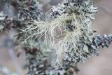 Usnea hirta