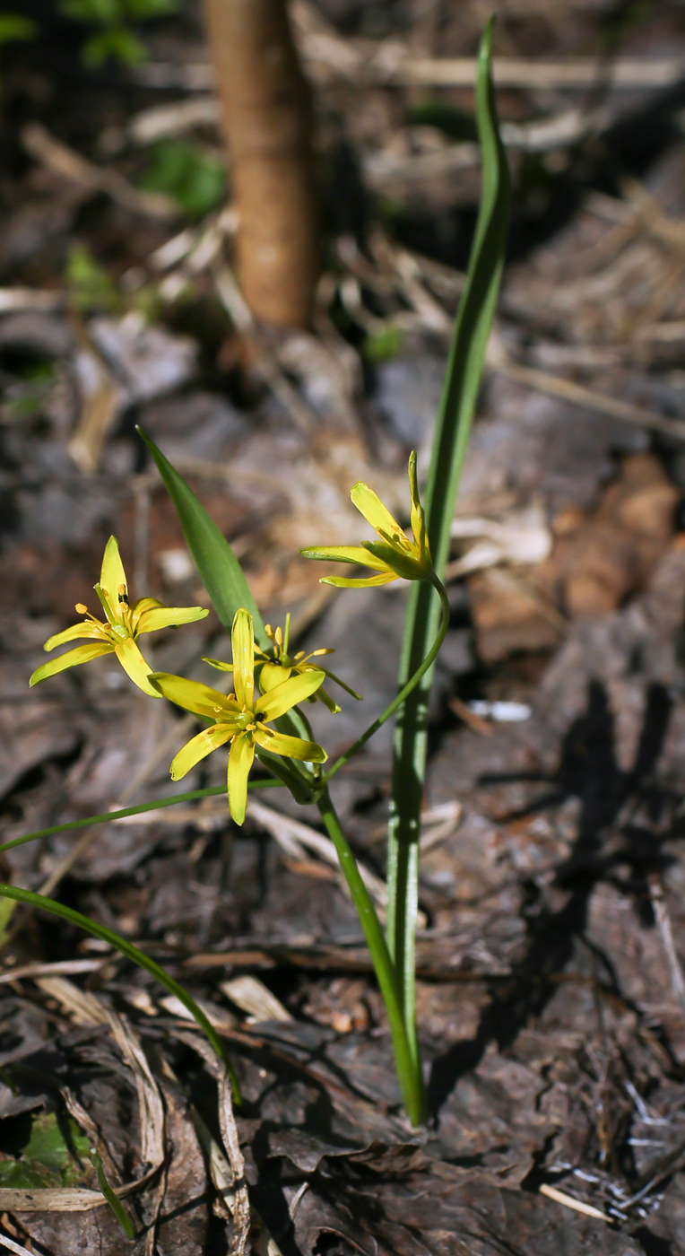 Image of Gagea lutea specimen.