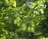 Prinsepia sinensis. Верхушка побега с незрелыми плодами. Приморский край, Уссурийский городской округ, окр. с. Горно-Таёжное, Дендрарий ГТС им. В. Л. Комарова. 06.07.2016.