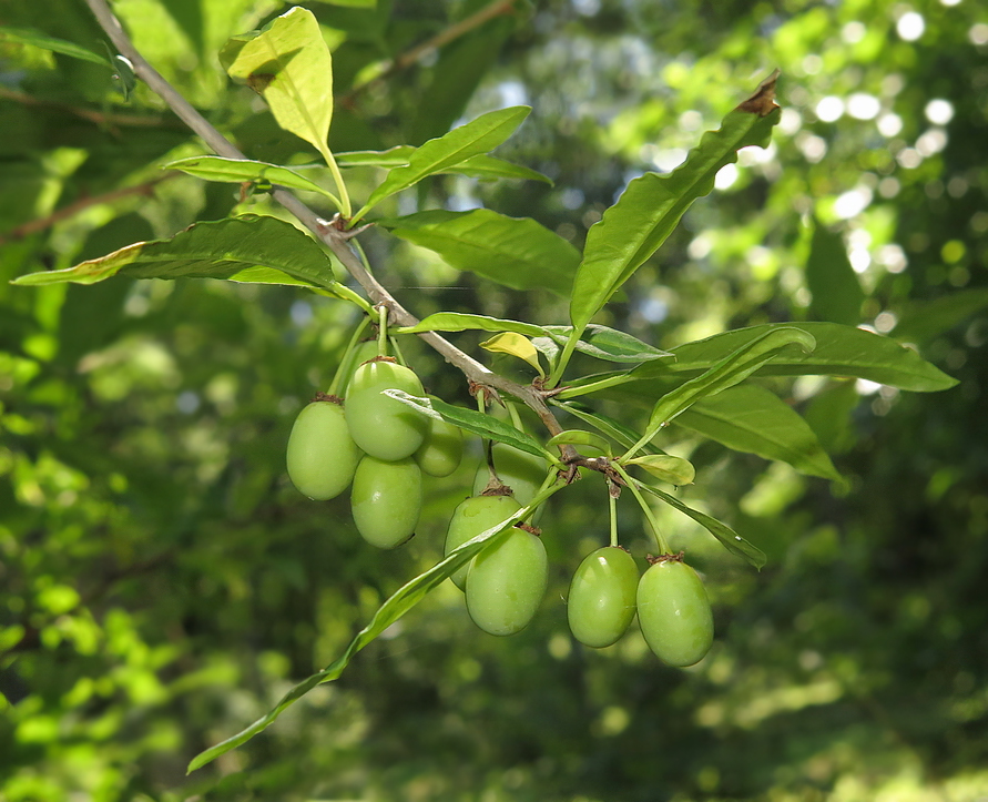 Изображение особи Prinsepia sinensis.