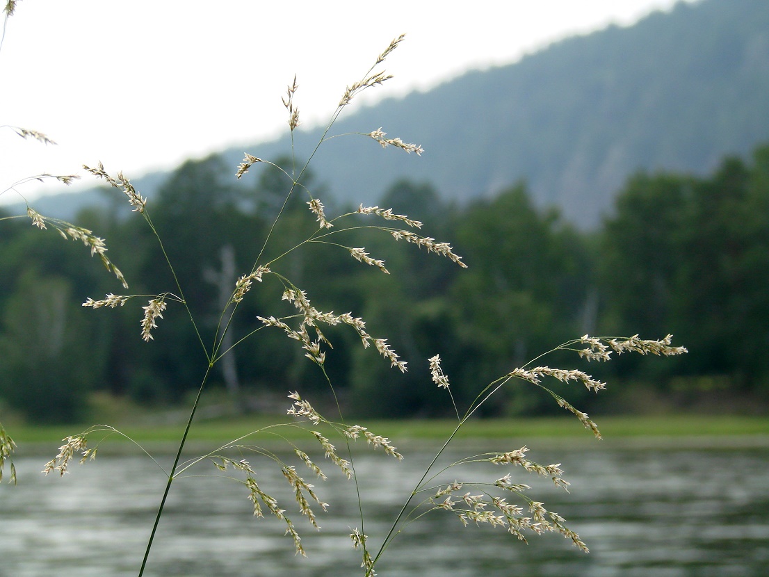 Изображение особи род Deschampsia.