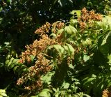 Sorbaria sorbifolia