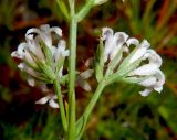 Asperula lipskyana