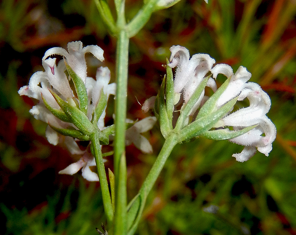 Image of Asperula lipskyana specimen.
