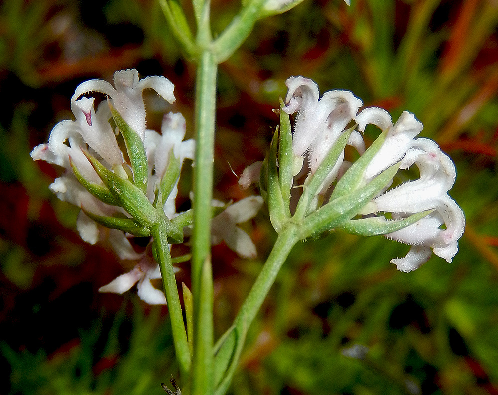 Изображение особи Asperula lipskyana.