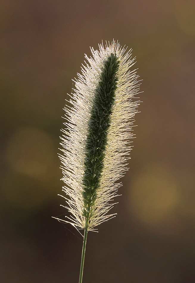 Image of genus Setaria specimen.