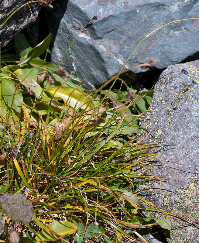 Изображение особи Carex stenocarpa.