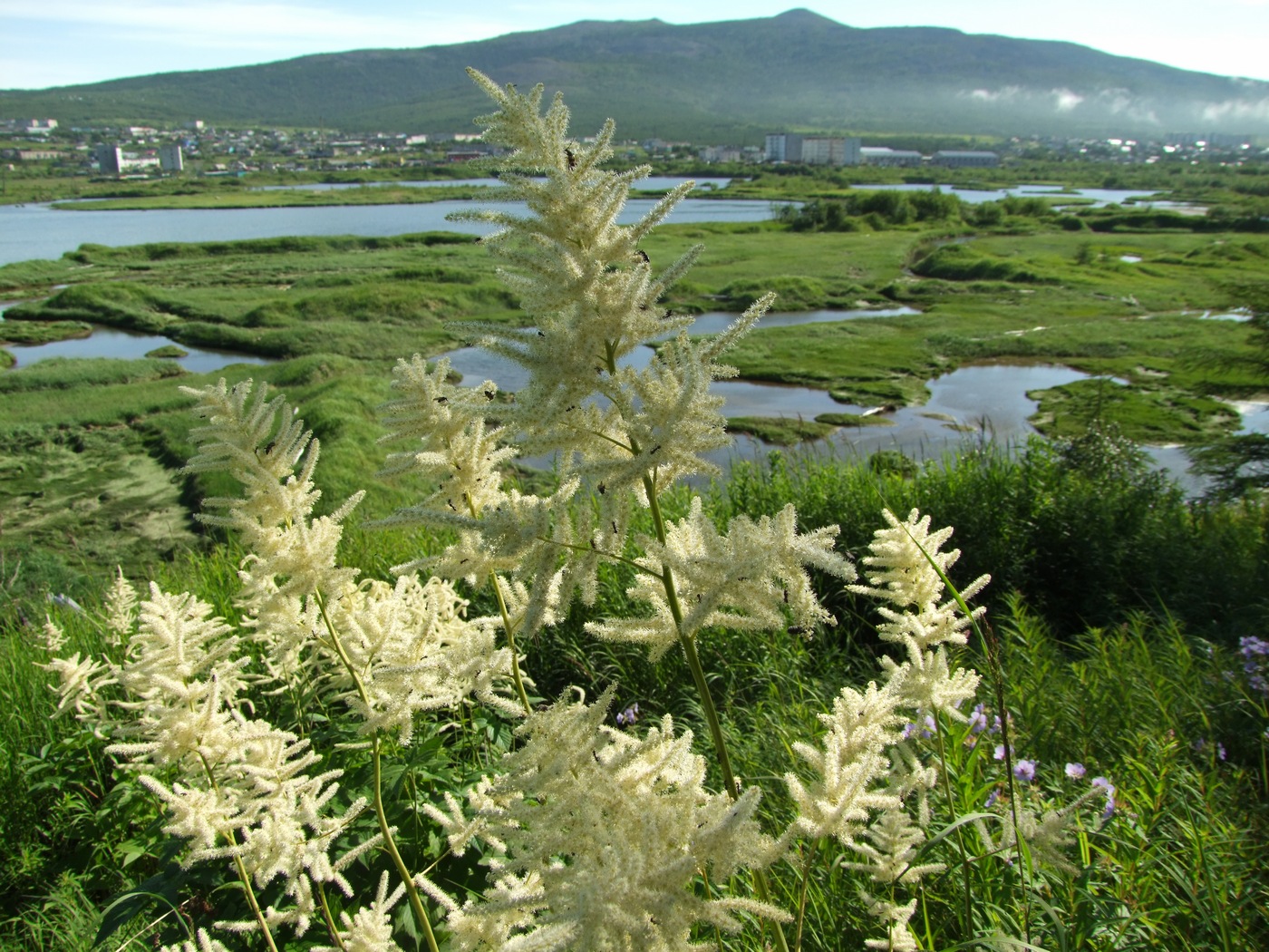 Изображение особи Aruncus dioicus.