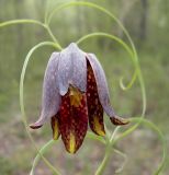 Image of taxon representative. Author is Ирина Никулина