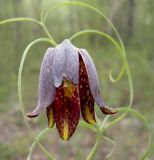 Fritillaria ussuriensis