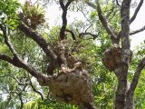 Platycerium bifurcatum. Растения на ветвях дерева. Австралия, северо-восточный Квинсленд, окр. пос. Палума (Paluma), дождевой тропический лес. Конец сухого сезона (сезон gurreng). 29.09.2009.