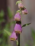 Digitalis purpurea. Нижняя часть соцветия. Мурманск, МАГУ, в культуре. 11.07.2016.