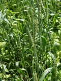 Triticum aestivum. Верхушки цветущих растений. Польша, Подляское воеводство, окр. Нарвянского национального парка, дер. Шливно. 25.06.2009.