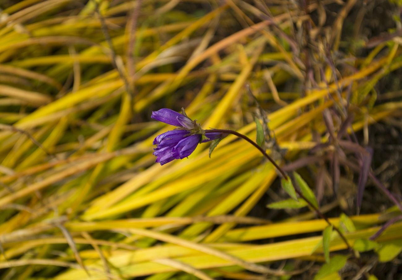 Изображение особи Campanula glomerata.