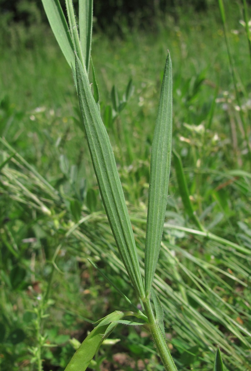 Изображение особи Lathyrus sphaericus.