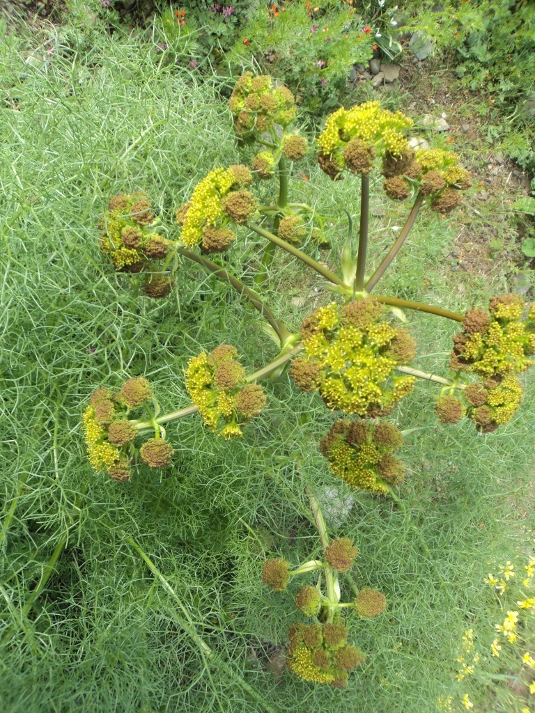 Image of Prangos ferulacea specimen.