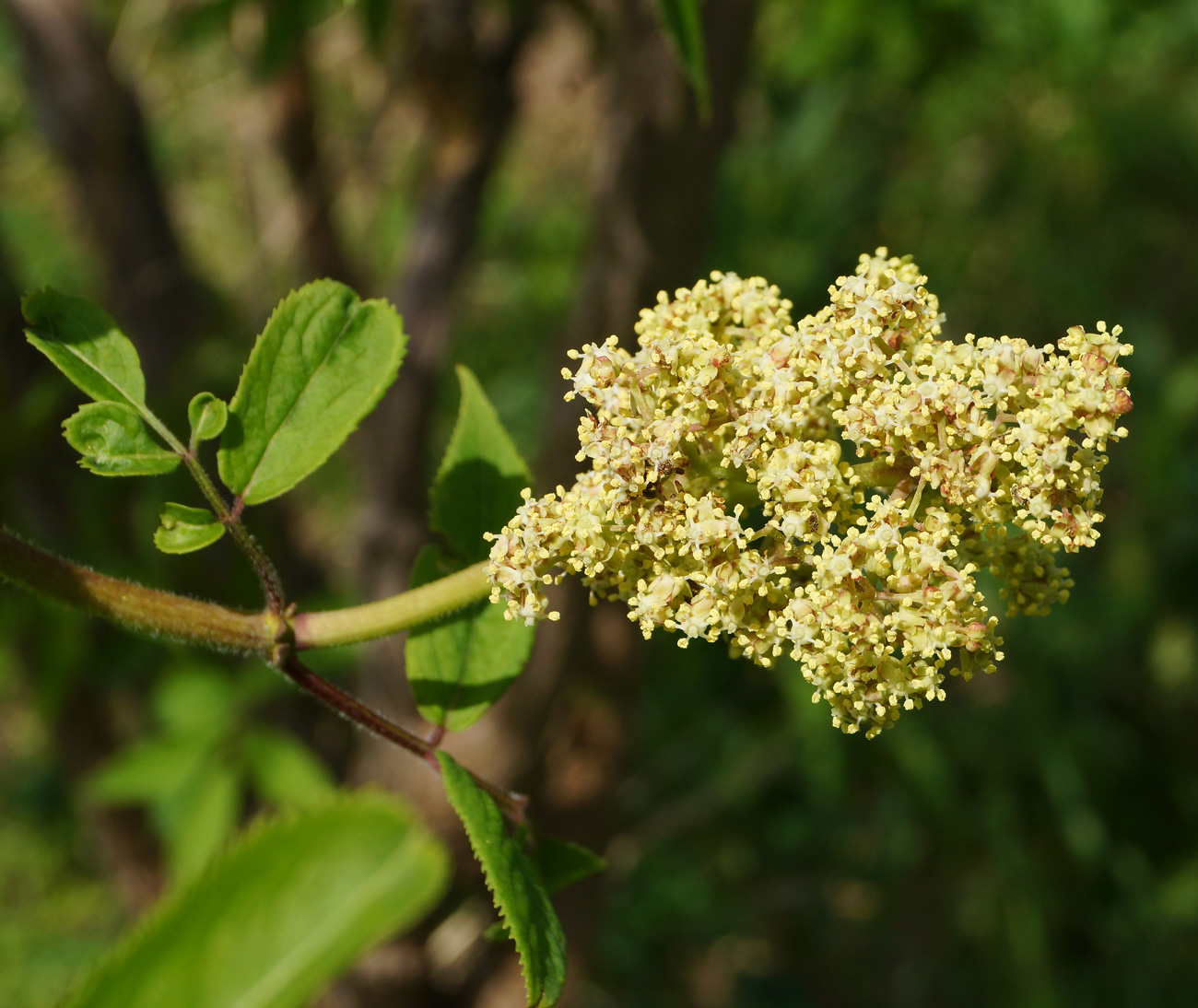 Image of Sambucus sibirica specimen.