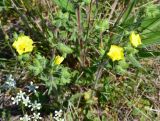 Potentilla recta. Цветущее растение в приморской степи. Западный Крым, пересыпь оз. Донузлав, окр. с. Медведево. 11 мая 2017 г.