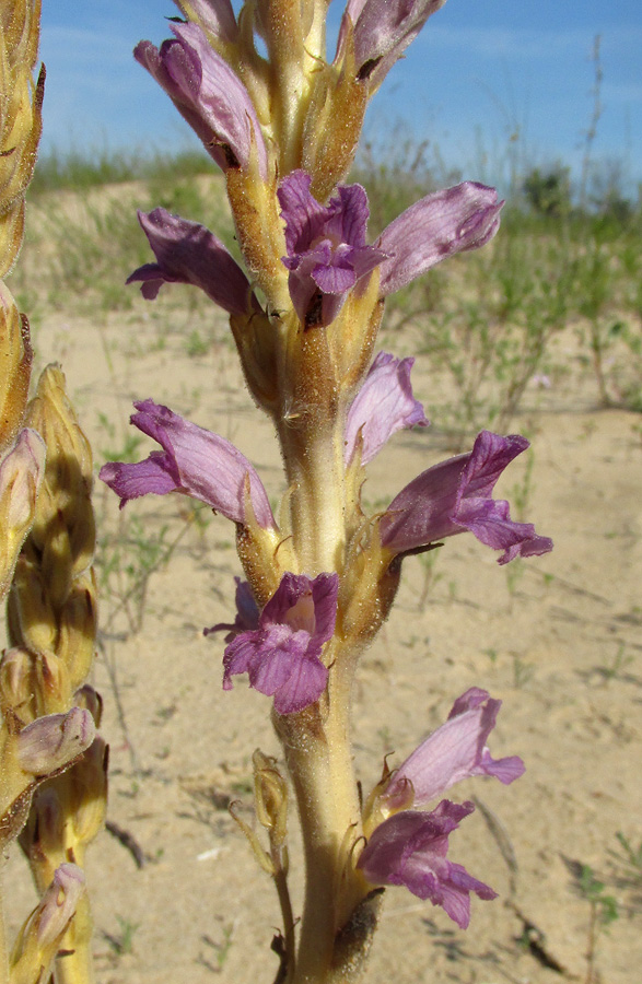 Image of Phelipanche arenaria specimen.