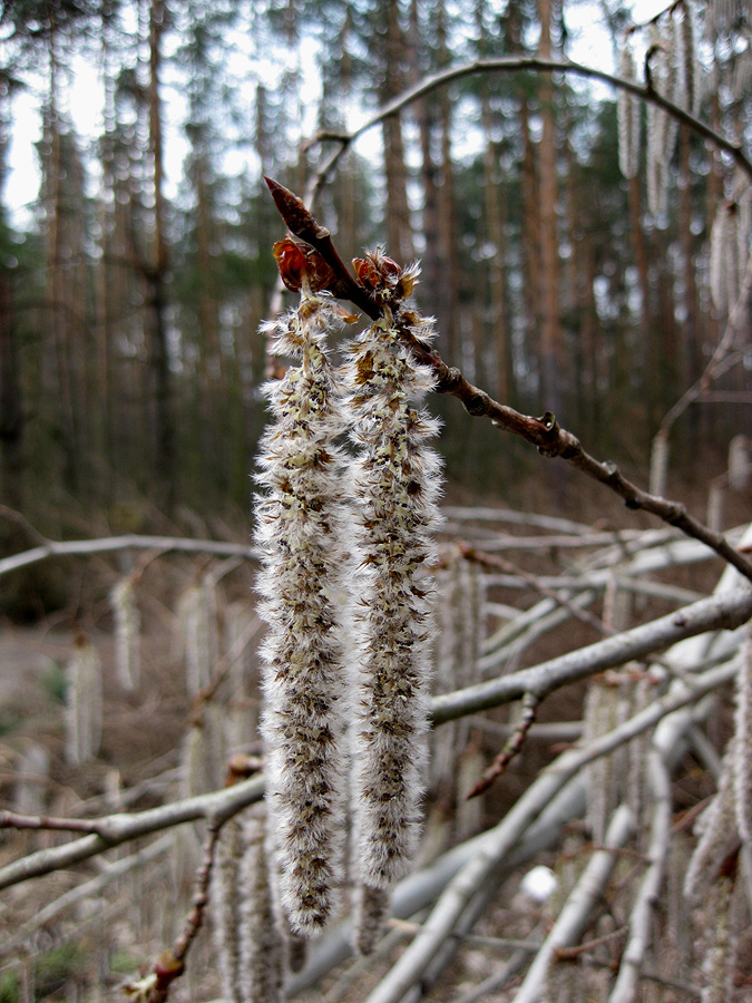 Image of Populus tremula specimen.