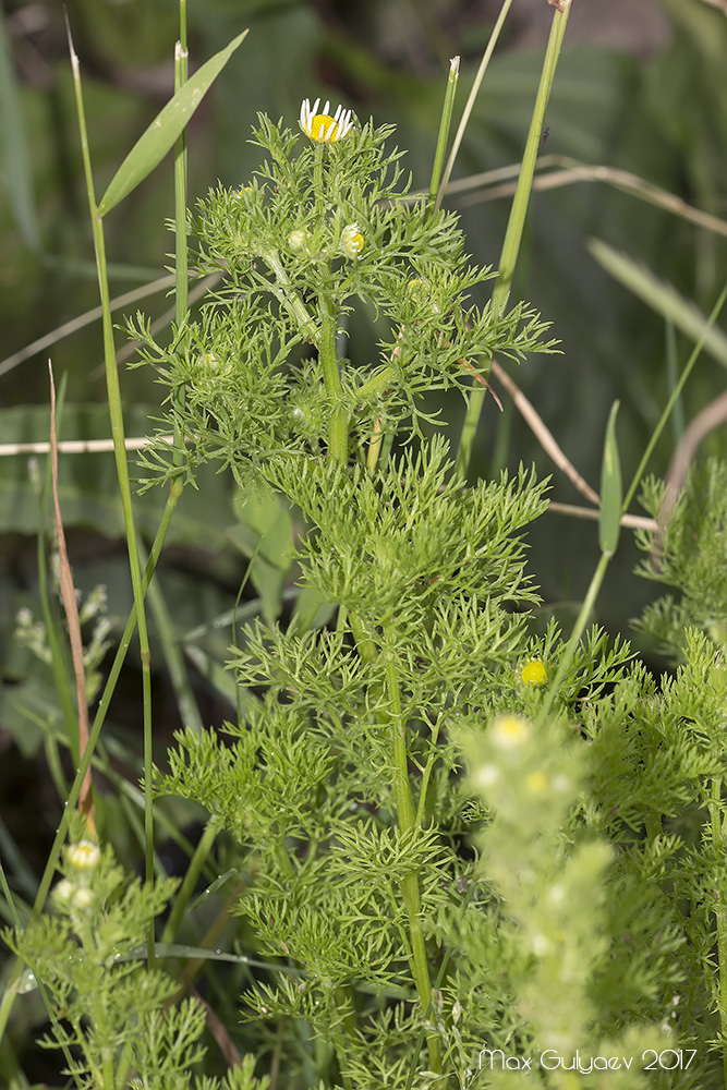 Изображение особи Tripleurospermum inodorum.