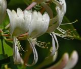 Lonicera caprifolium