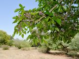 Pongamia pinnata